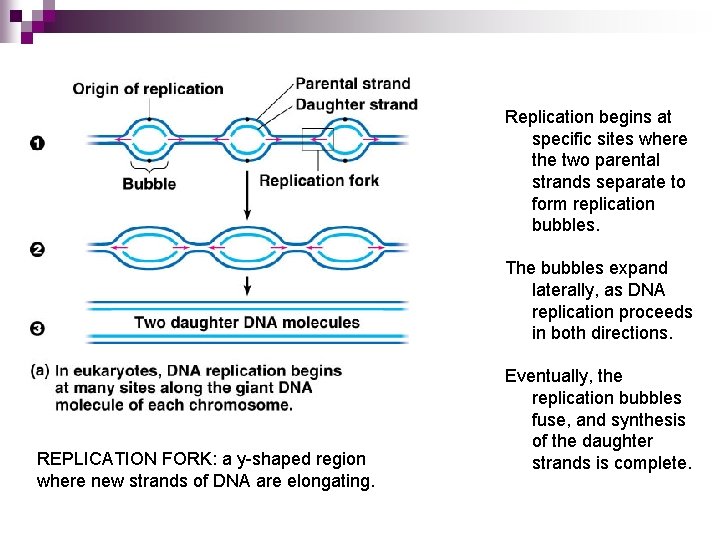 Replication begins at specific sites where the two parental strands separate to form replication