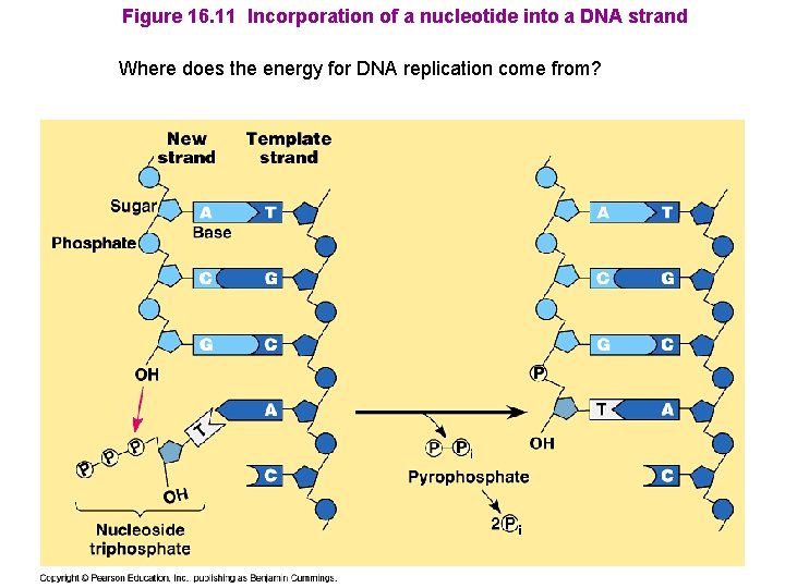 Figure 16. 11 Incorporation of a nucleotide into a DNA strand Where does the