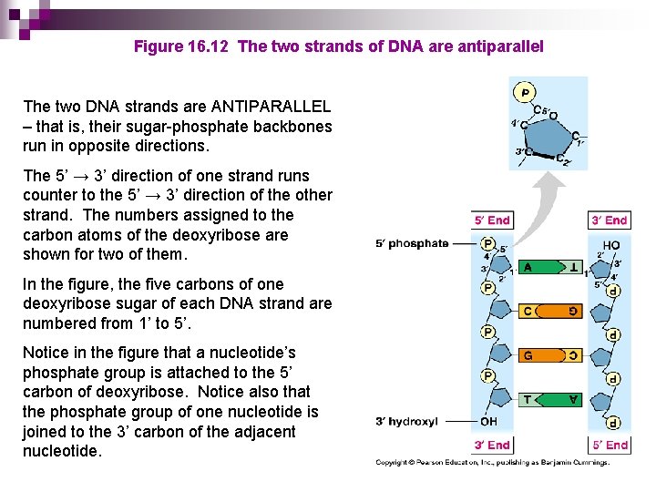 Figure 16. 12 The two strands of DNA are antiparallel The two DNA strands