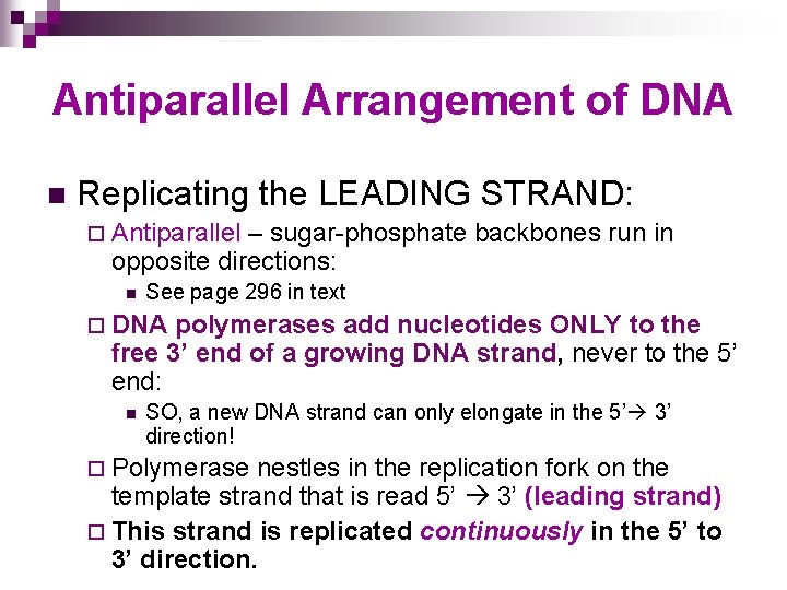 Antiparallel Arrangement of DNA n Replicating the LEADING STRAND: ¨ Antiparallel – sugar-phosphate backbones