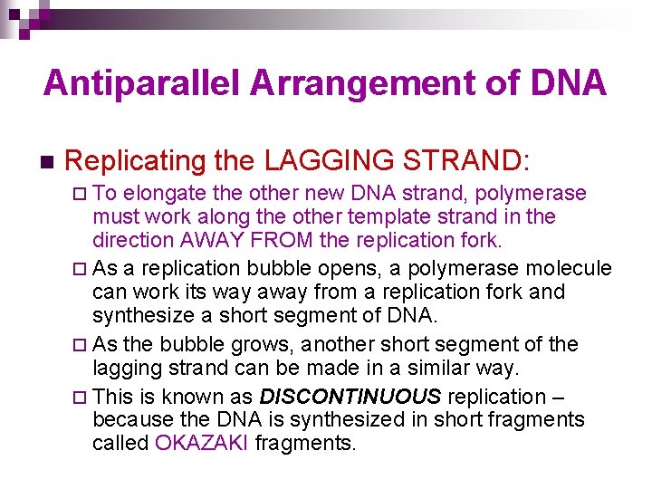 Antiparallel Arrangement of DNA n Replicating the LAGGING STRAND: ¨ To elongate the other