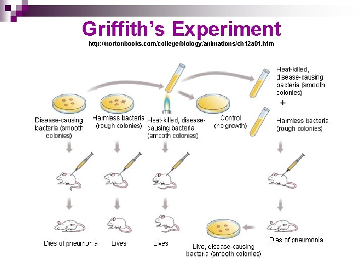 Griffith’s Experiment http: //nortonbooks. com/college/biology/animations/ch 12 a 01. htm 