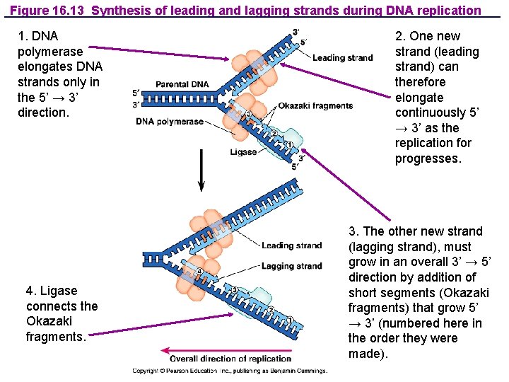 Figure 16. 13 Synthesis of leading and lagging strands during DNA replication 1. DNA