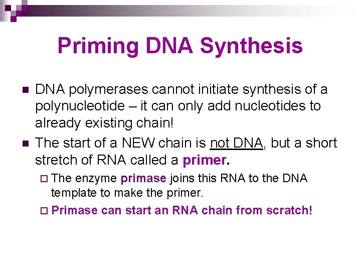 Priming DNA Synthesis n n DNA polymerases cannot initiate synthesis of a polynucleotide –