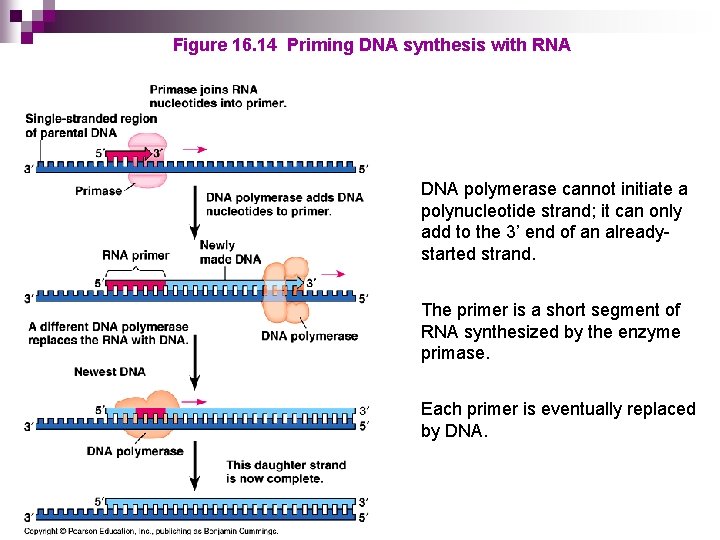 Figure 16. 14 Priming DNA synthesis with RNA DNA polymerase cannot initiate a polynucleotide