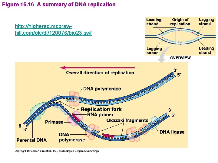 Figure 16. 16 A summary of DNA replication http: //highered. mcgrawhill. com/olc/dl/120076/bio 23. swf