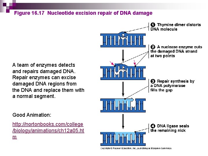 Figure 16. 17 Nucleotide excision repair of DNA damage A team of enzymes detects