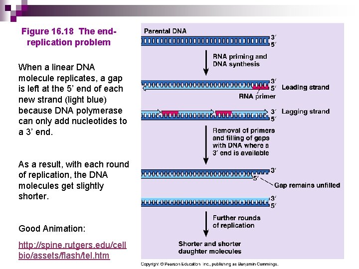 Figure 16. 18 The endreplication problem When a linear DNA molecule replicates, a gap