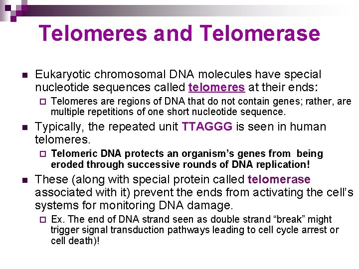 Telomeres and Telomerase n Eukaryotic chromosomal DNA molecules have special nucleotide sequences called telomeres