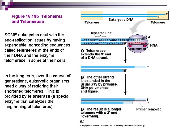 Figure 16. 19 b Telomeres and Telomerase SOME eukaryotes deal with the end-replication issues