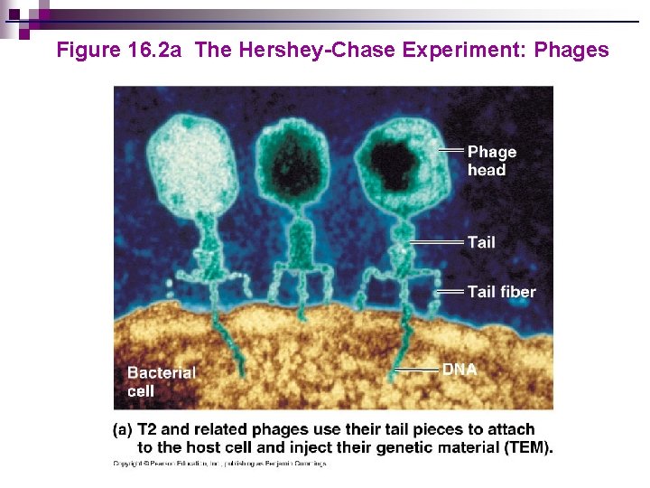 Figure 16. 2 a The Hershey-Chase Experiment: Phages 