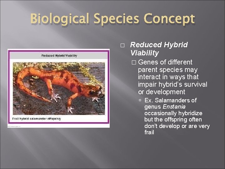 Biological Species Concept � Reduced Hybrid Viability � Genes of different parent species may