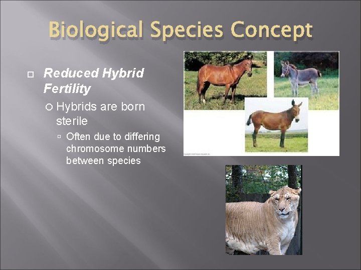 Biological Species Concept Reduced Hybrid Fertility Hybrids are born sterile Often due to differing