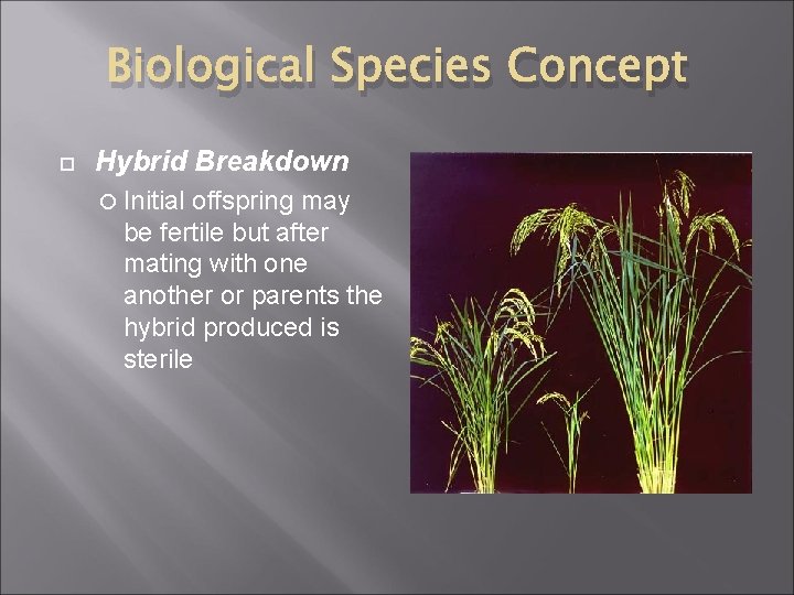 Biological Species Concept Hybrid Breakdown Initial offspring may be fertile but after mating with