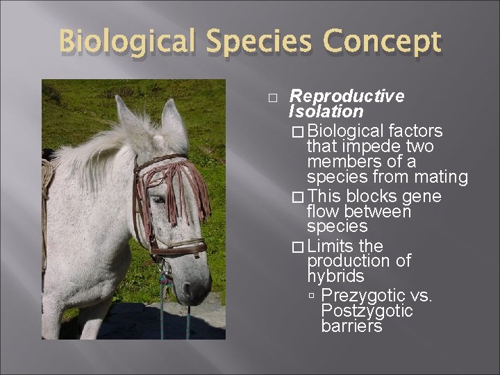 Biological Species Concept � Reproductive Isolation � Biological factors that impede two members of