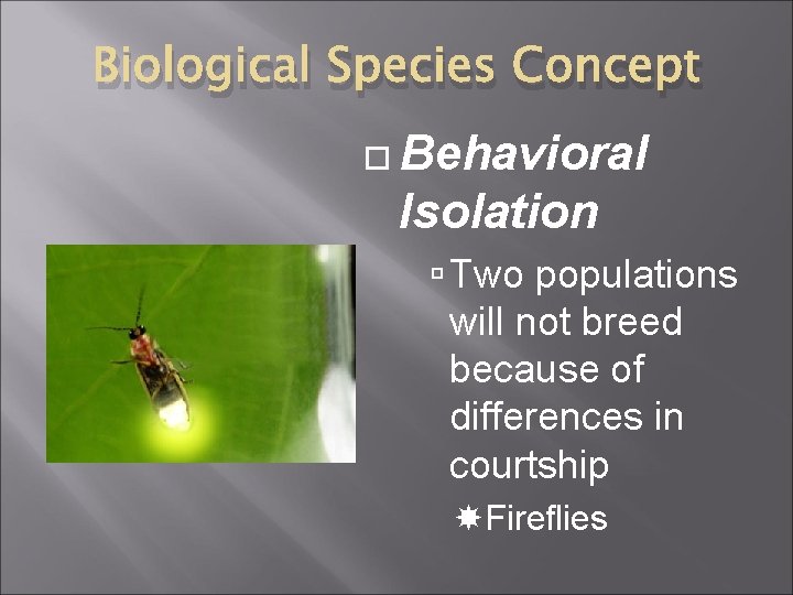Biological Species Concept Behavioral Isolation Two populations will not breed because of differences in