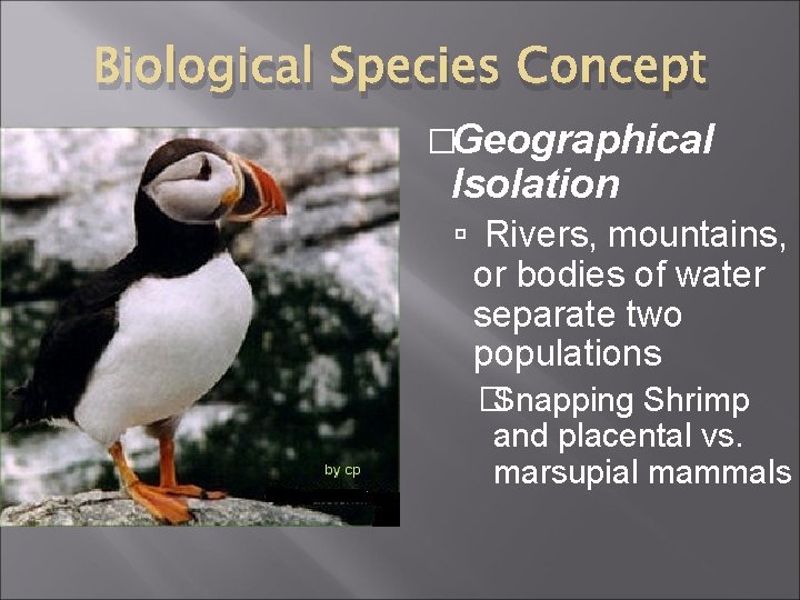 Biological Species Concept �Geographical Isolation Rivers, mountains, or bodies of water separate two populations
