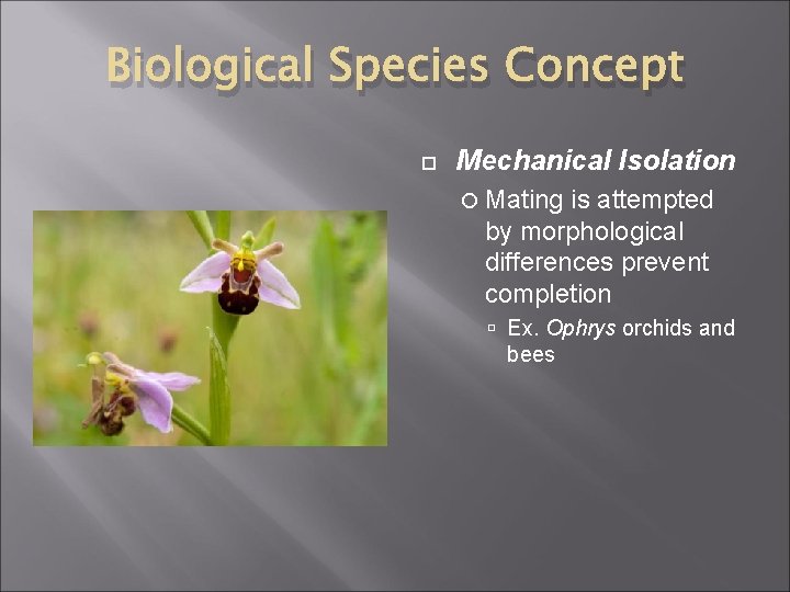 Biological Species Concept Mechanical Isolation Mating is attempted by morphological differences prevent completion Ex.