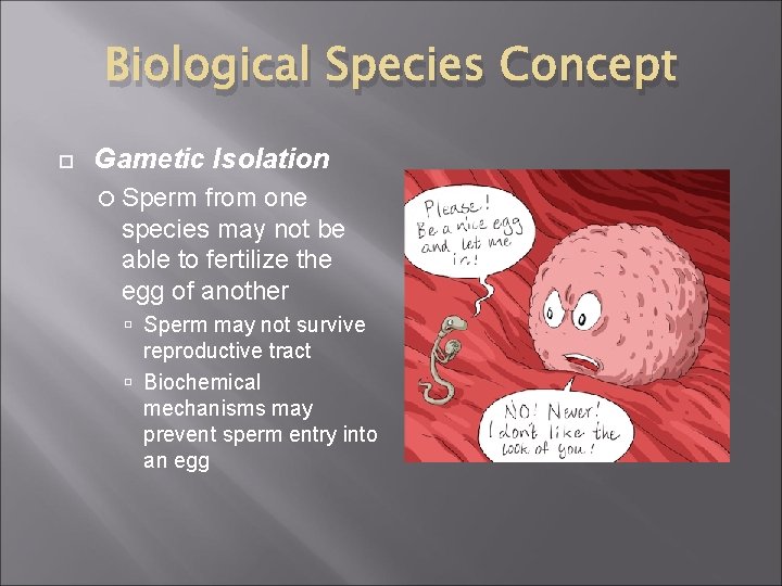Biological Species Concept Gametic Isolation Sperm from one species may not be able to