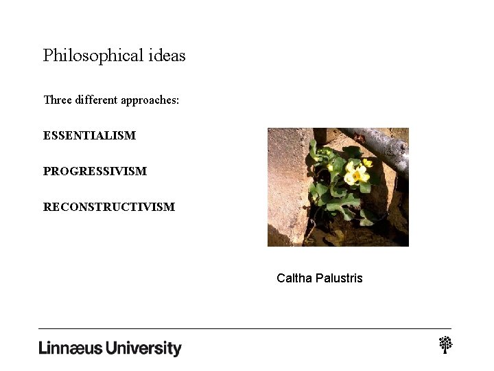 Philosophical ideas Three different approaches: ESSENTIALISM PROGRESSIVISM RECONSTRUCTIVISM Caltha Palustris 