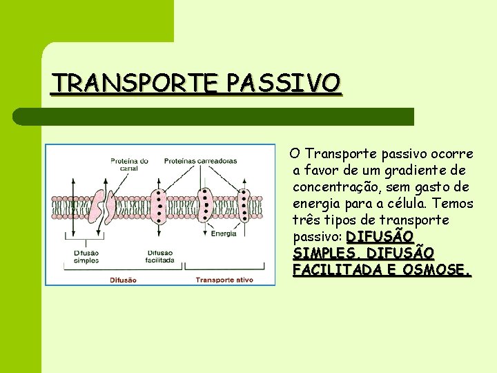 TRANSPORTE PASSIVO O Transporte passivo ocorre a favor de um gradiente de concentração, sem