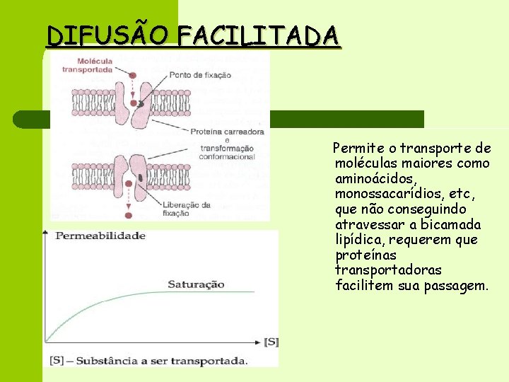 DIFUSÃO FACILITADA Permite o transporte de moléculas maiores como aminoácidos, monossacarídios, etc, que não