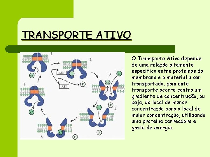 TRANSPORTE ATIVO O Transporte Ativo depende de uma relação altamente especifica entre proteínas da