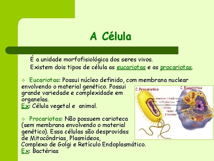 A Célula É a unidade morfofisiológica dos seres vivos. Existem dois tipos de célula