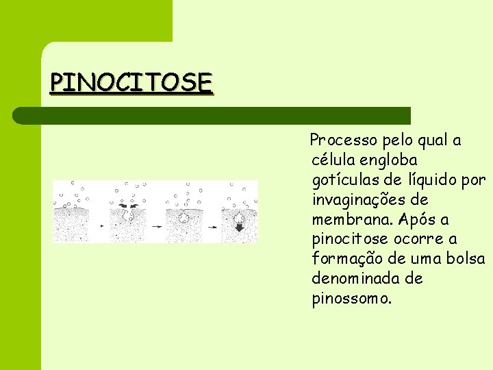 PINOCITOSE Processo pelo qual a célula engloba gotículas de líquido por invaginações de membrana.