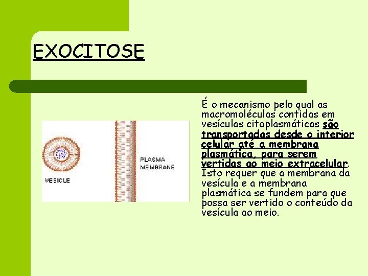 EXOCITOSE É o mecanismo pelo qual as macromoléculas contidas em vesículas citoplasmáticas são transportadas