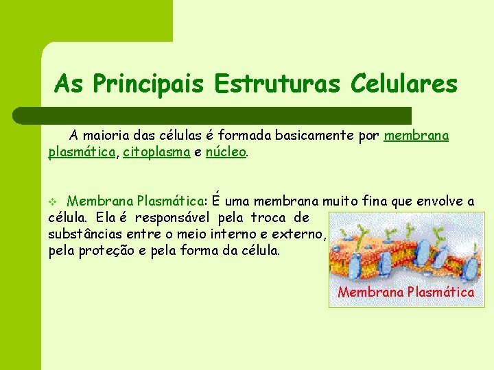 As Principais Estruturas Celulares A maioria das células é formada basicamente por membrana plasmática,