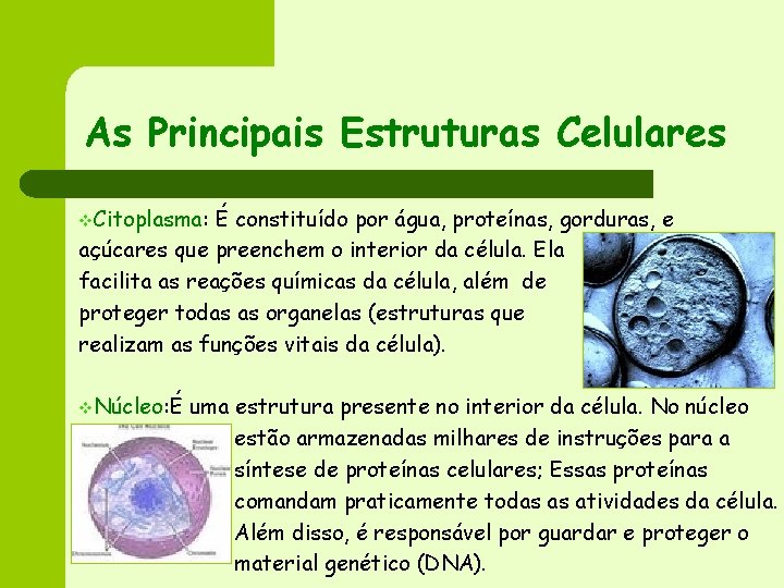 As Principais Estruturas Celulares v. Citoplasma: É constituído por água, proteínas, gorduras, e açúcares