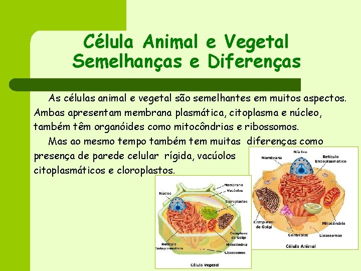 Célula Animal e Vegetal Semelhanças e Diferenças As células animal e vegetal são semelhantes