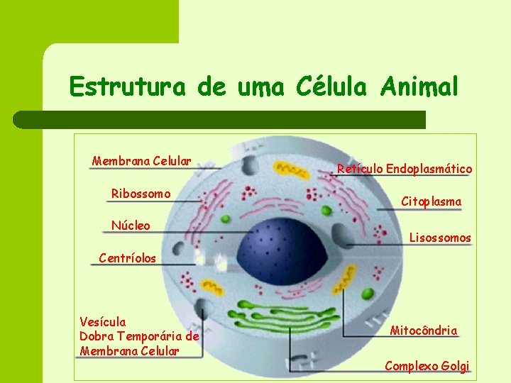 Estrutura de uma Célula Animal Membrana Celular Ribossomo Núcleo Retículo Endoplasmático Citoplasma Lisossomos Centríolos