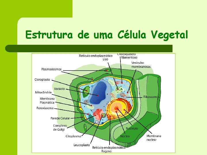 Estrutura de uma Célula Vegetal 