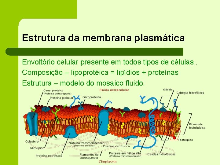 Estrutura da membrana plasmática Envoltório celular presente em todos tipos de células. Composição –