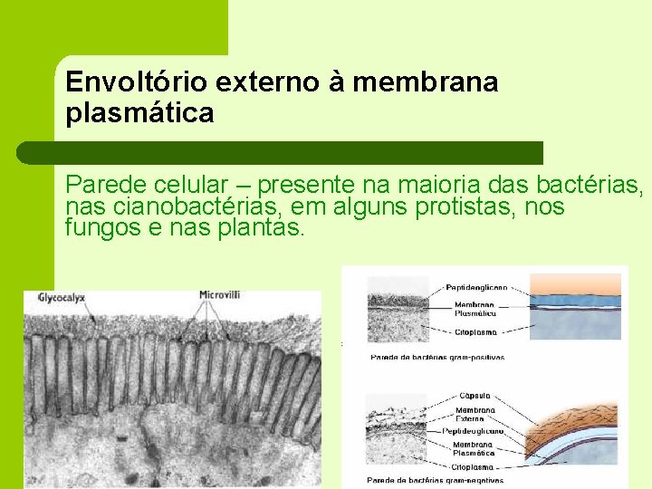 Envoltório externo à membrana plasmática Parede celular – presente na maioria das bactérias, nas