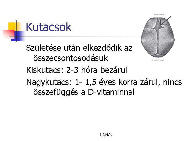 Kutacsok Születése után elkezdődik az összecsontosodásuk Kiskutacs: 2 -3 hóra bezárul Nagykutacs: 1 -