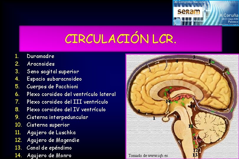 CIRCULACIÓN LCR. 1. 2. 3. 4. 5. 6. 7. 8. 9. 10. 11. 12.