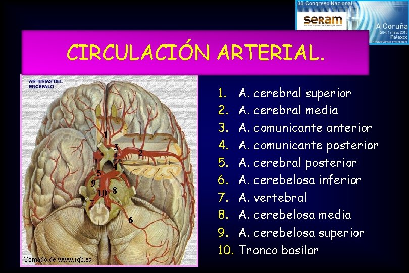 CIRCULACIÓN ARTERIAL. 1 3 9 7 5 2 4 10 8 6 Tomado de