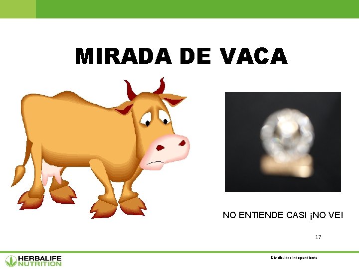 MIRADA DE VACA NO ENTIENDE CASI ¡NO VE! 17 Distribuidor Independiente 