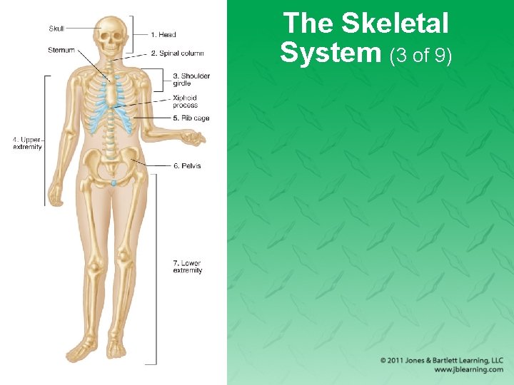The Skeletal System (3 of 9) 