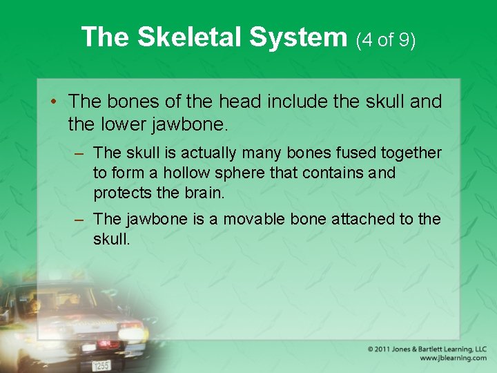 The Skeletal System (4 of 9) • The bones of the head include the