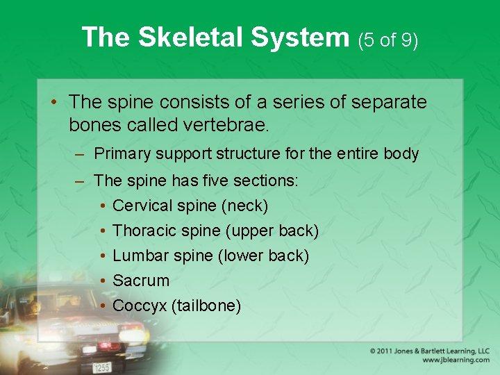 The Skeletal System (5 of 9) • The spine consists of a series of