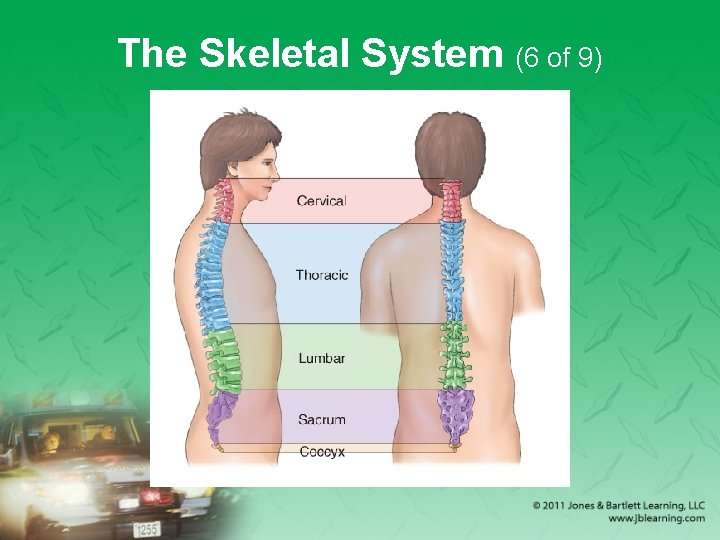 The Skeletal System (6 of 9) 