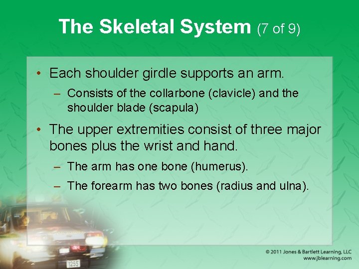 The Skeletal System (7 of 9) • Each shoulder girdle supports an arm. –