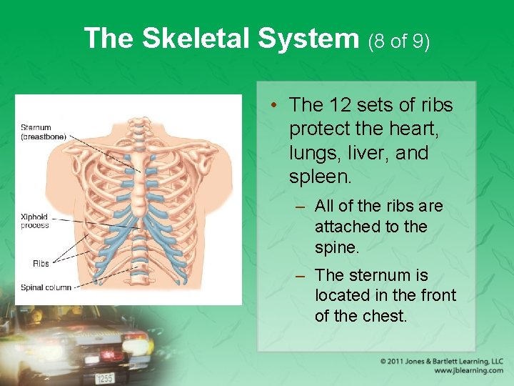 The Skeletal System (8 of 9) • The 12 sets of ribs protect the
