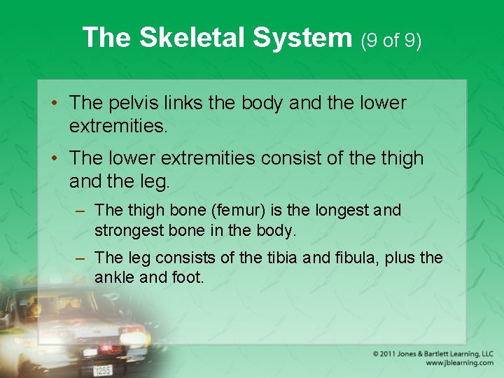 The Skeletal System (9 of 9) • The pelvis links the body and the