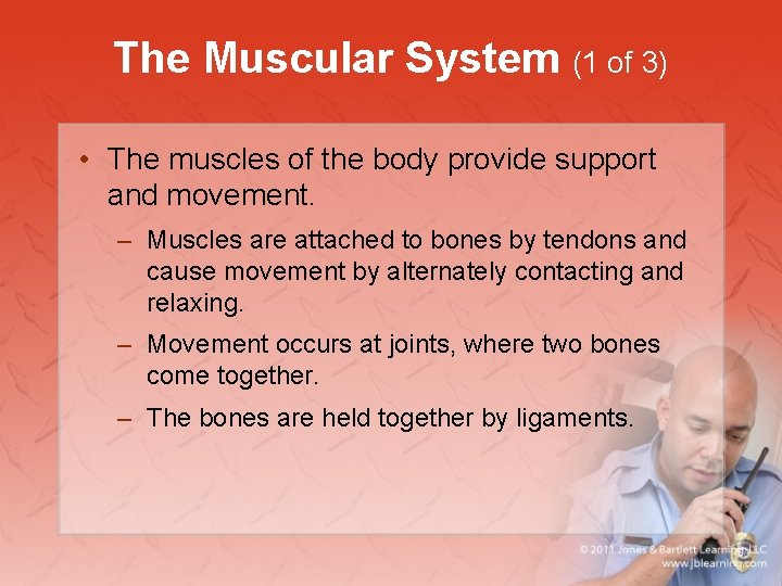 The Muscular System (1 of 3) • The muscles of the body provide support