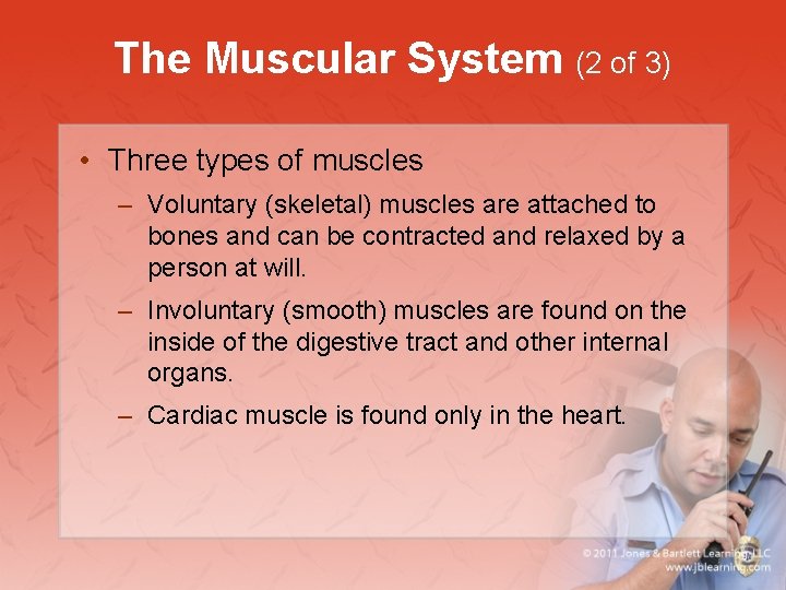 The Muscular System (2 of 3) • Three types of muscles – Voluntary (skeletal)